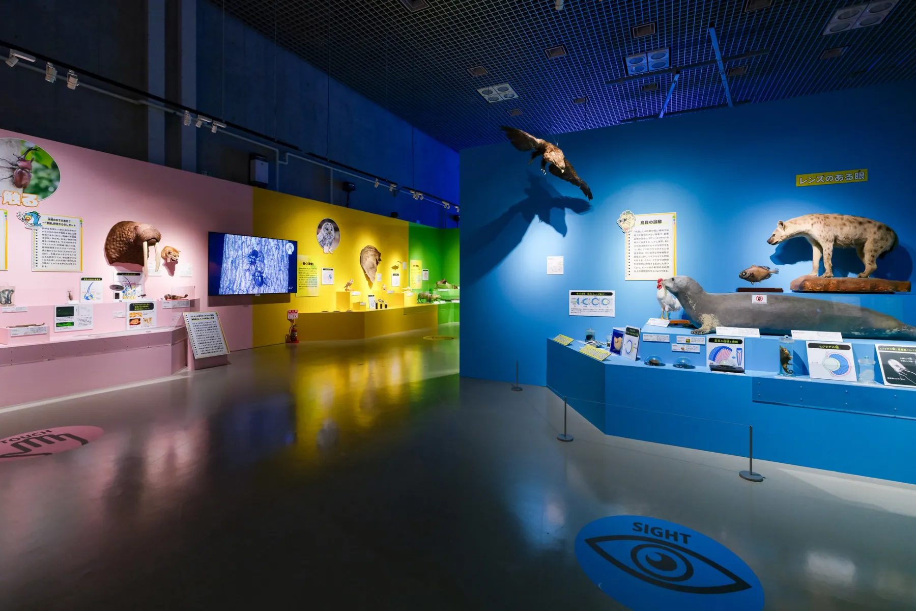 特別展「いきもの超ワールド展　 国立科学博物館×ダーウィンが来た！」_16