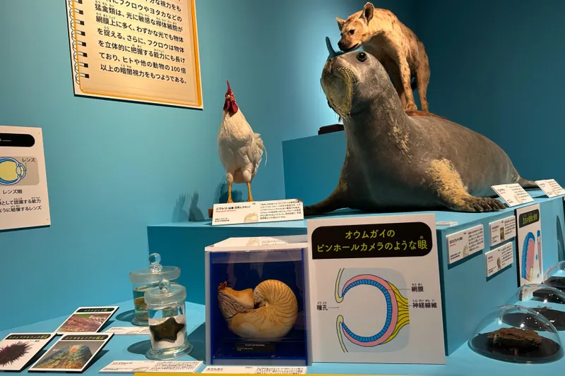 ＜特別展「いきもの超ワールド展　 国立科学博物館×ダーウィンが来た！」＞いきもので異なる「五感」に関する展示（2026年撮影：レッツエンジョイ東京編集部）(C)国立科学博物館