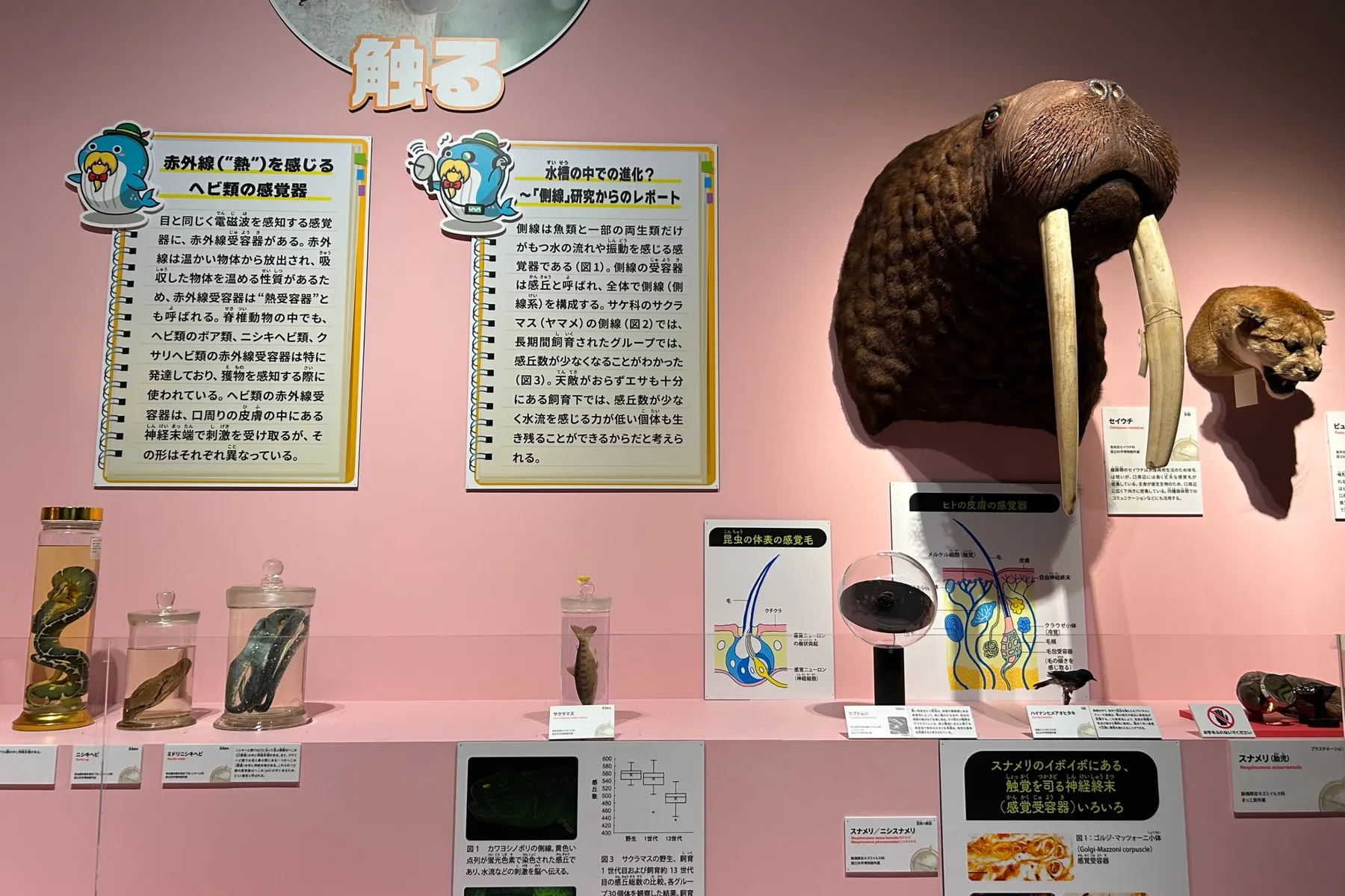 特別展「いきもの超ワールド展　 国立科学博物館×ダーウィンが来た！」_5