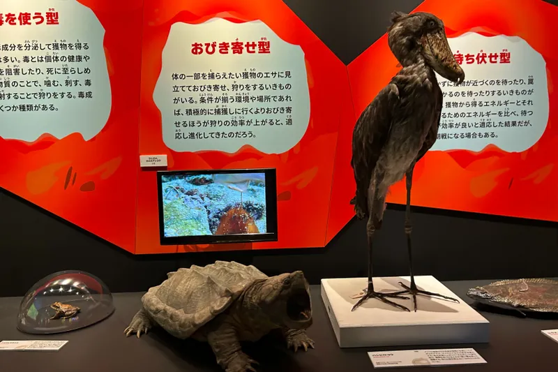 ＜特別展「いきもの超ワールド展　 国立科学博物館×ダーウィンが来た！」＞いきもので異なる「エネルギー補給」に関する展示（2026年撮影：レッツエンジョイ東京編集部）(C)国立科学博物館