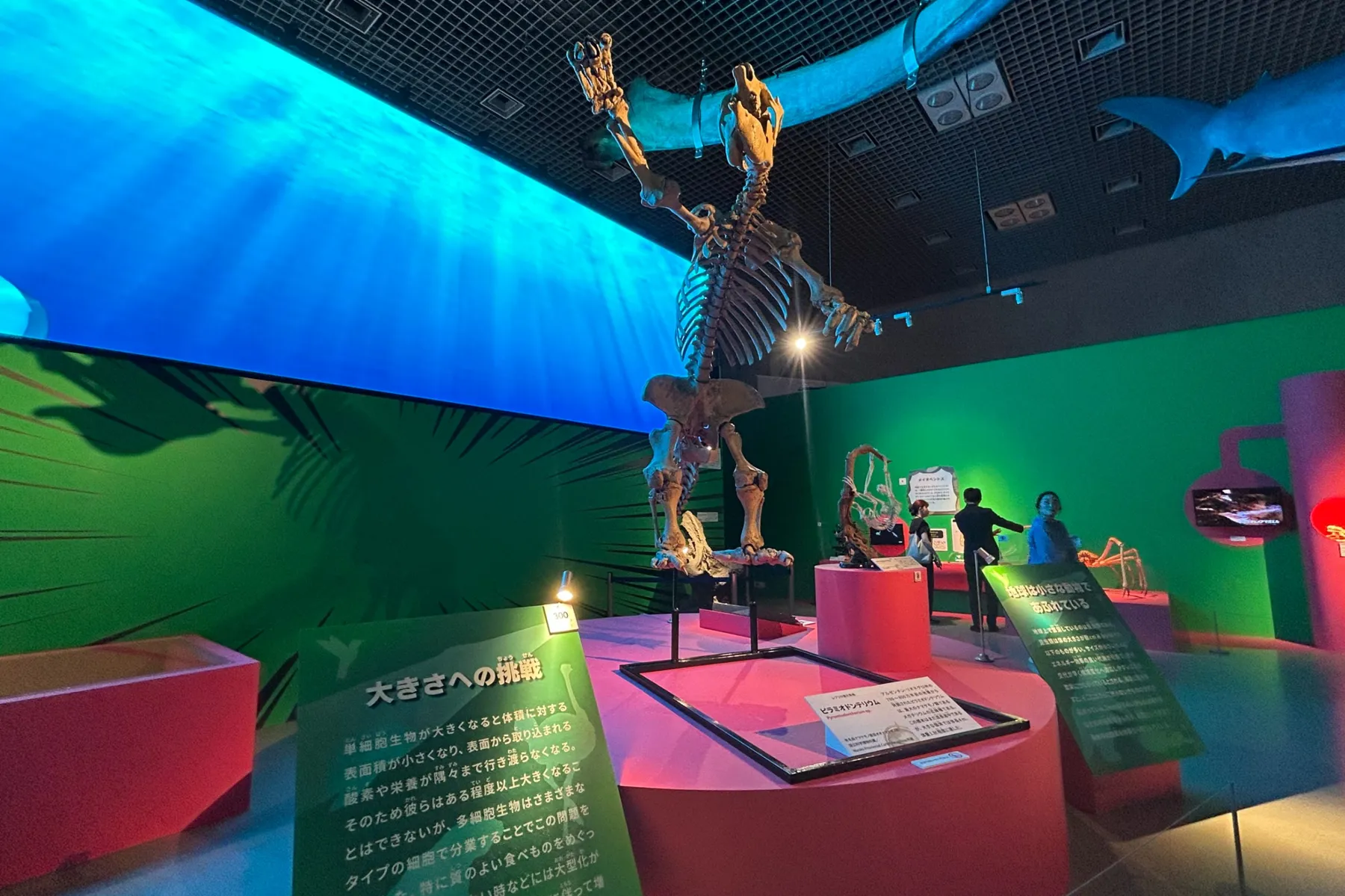 特別展「いきもの超ワールド展　 国立科学博物館×ダーウィンが来た！」_7