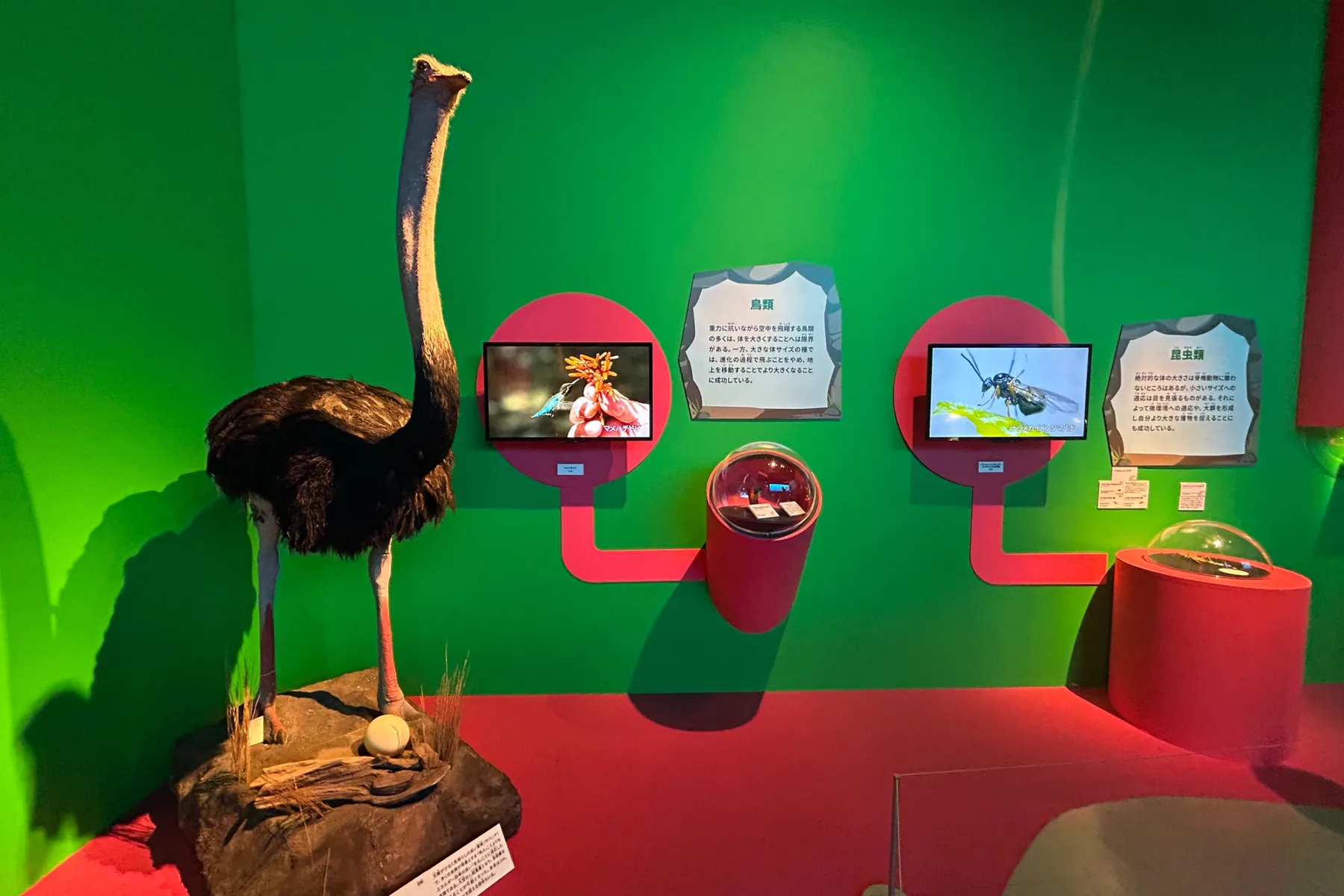 特別展「いきもの超ワールド展　 国立科学博物館×ダーウィンが来た！」_8