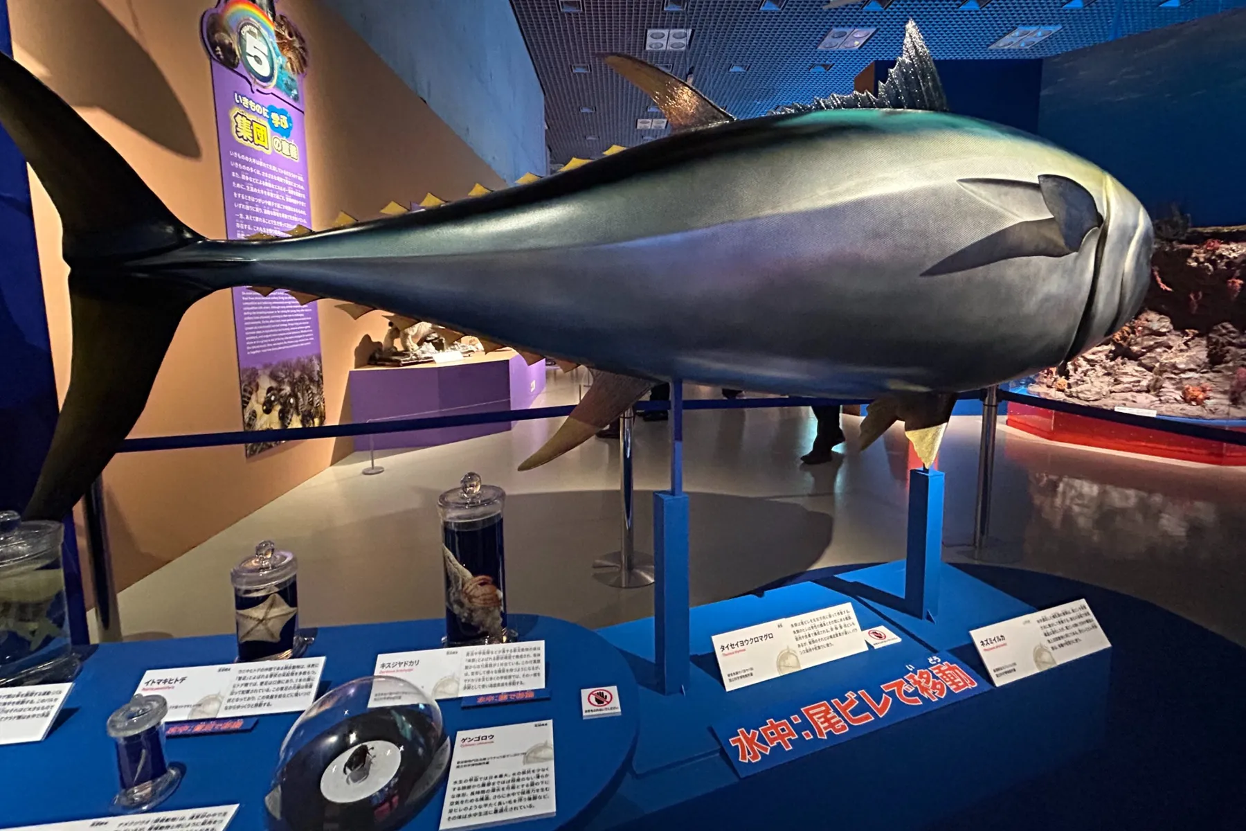特別展「いきもの超ワールド展　 国立科学博物館×ダーウィンが来た！」_9