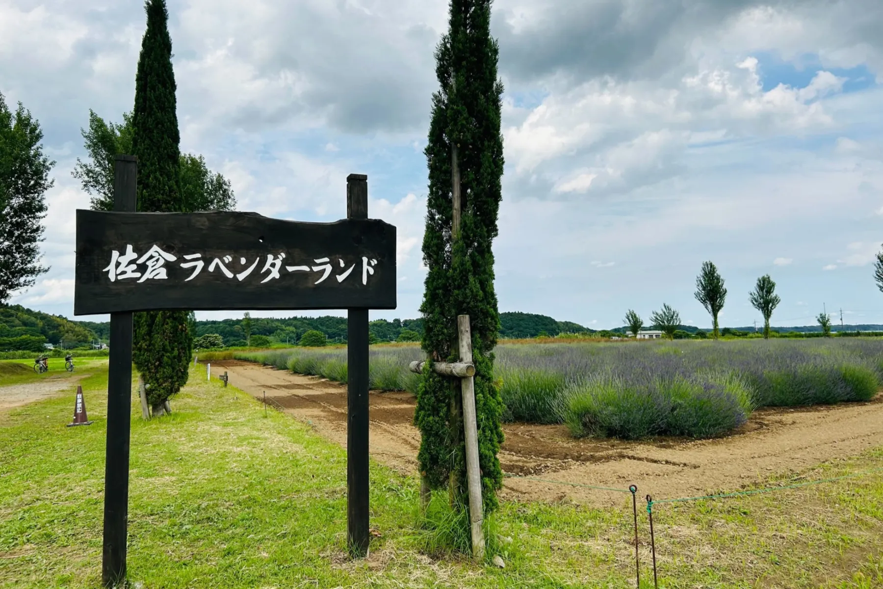佐倉ラベンダーランド　見頃_4