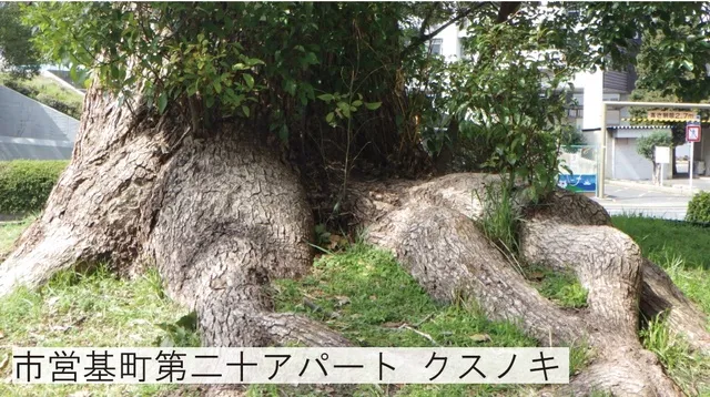 被爆樹木講演会