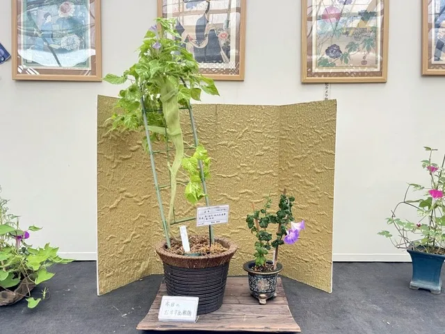 変化朝顔展