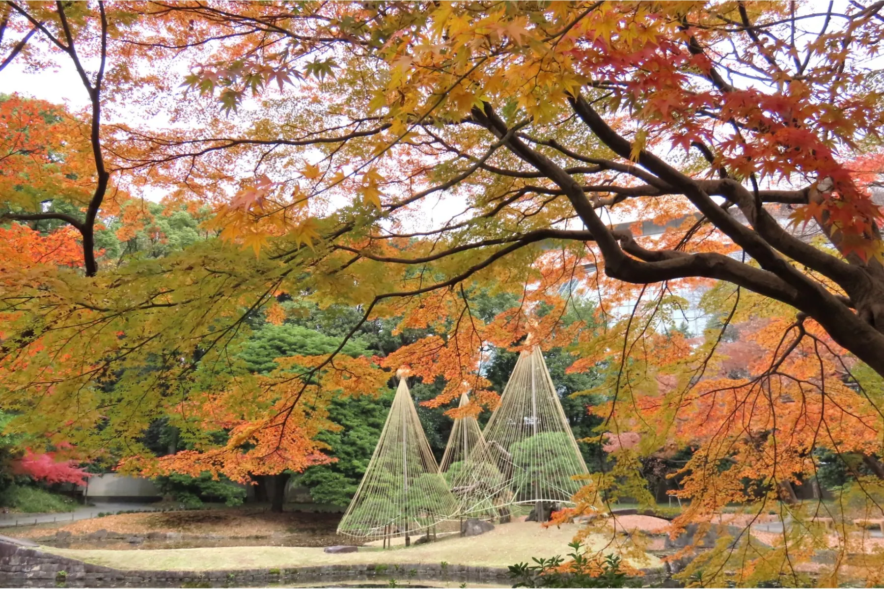 小石川後楽園「深山紅葉を楽しむ」_1