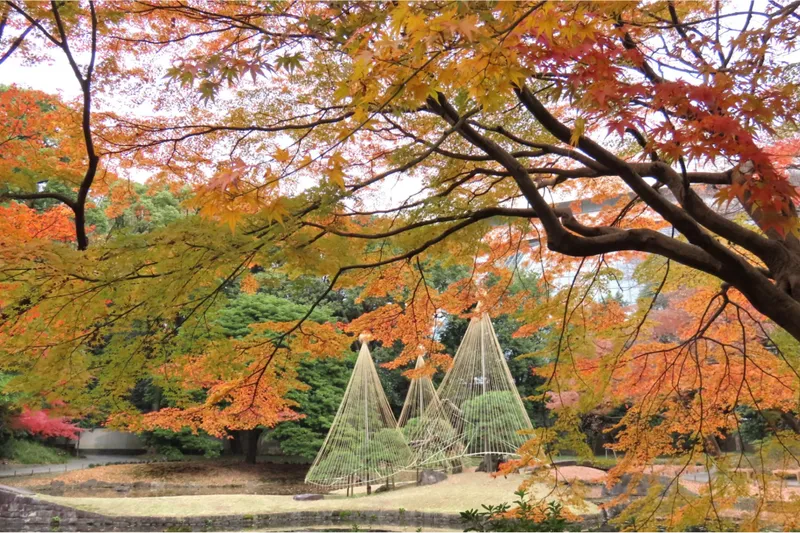 内庭のイロハモミジ等の紅葉