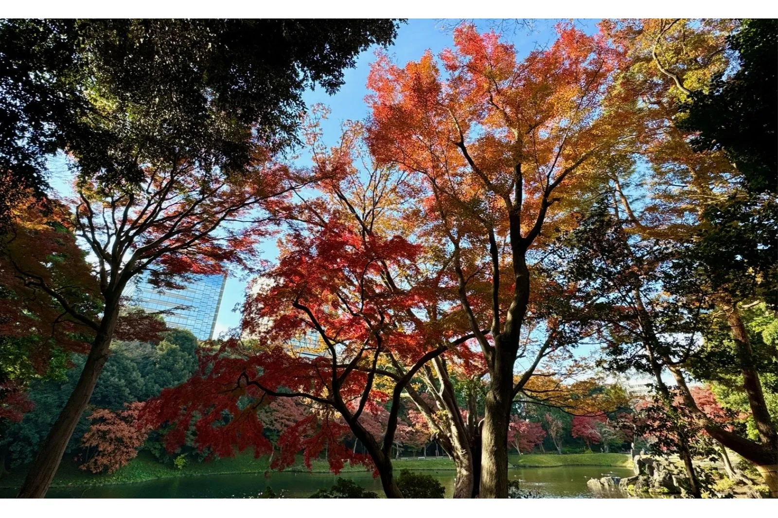 小石川後楽園「深山紅葉を楽しむ」_2