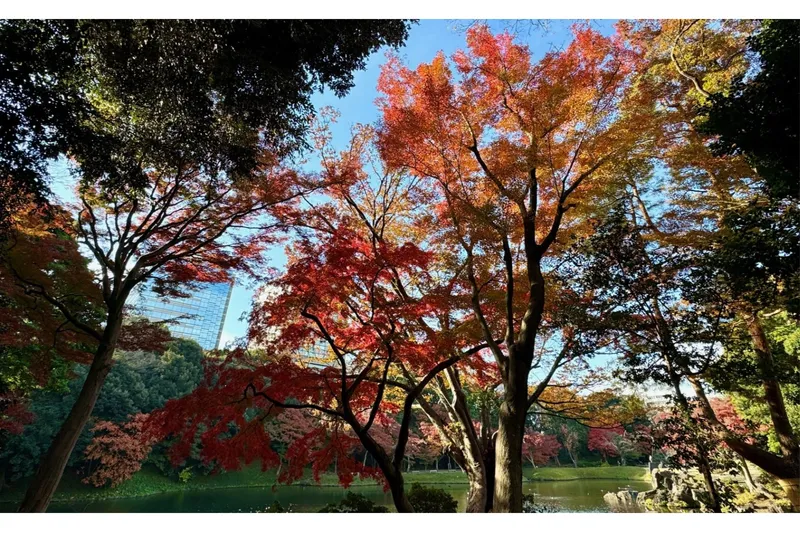 大泉水周辺のイロハモミジ等の紅葉