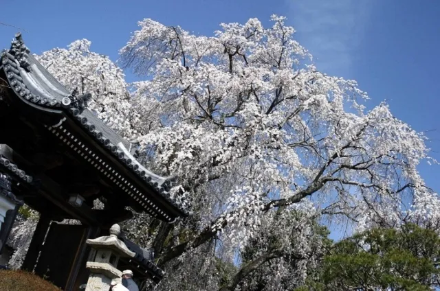 【桜・見ごろ】千光寺