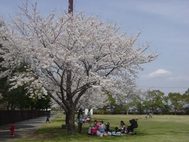 【桜・見ごろ】羽生水郷公園
