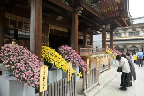 文京菊まつり_2