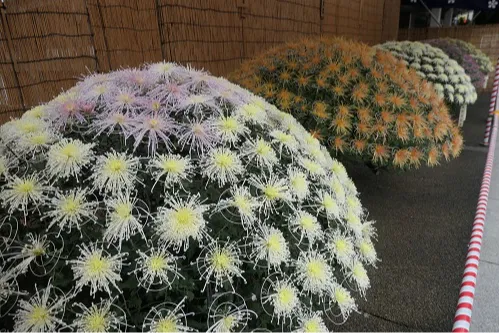 文京菊まつり_3