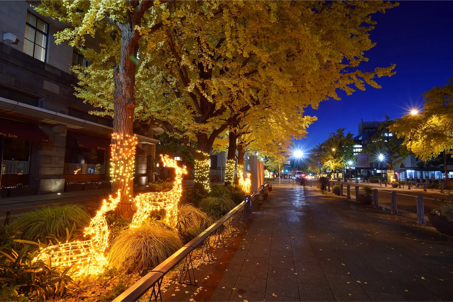 日本大通りの紅葉情報_1