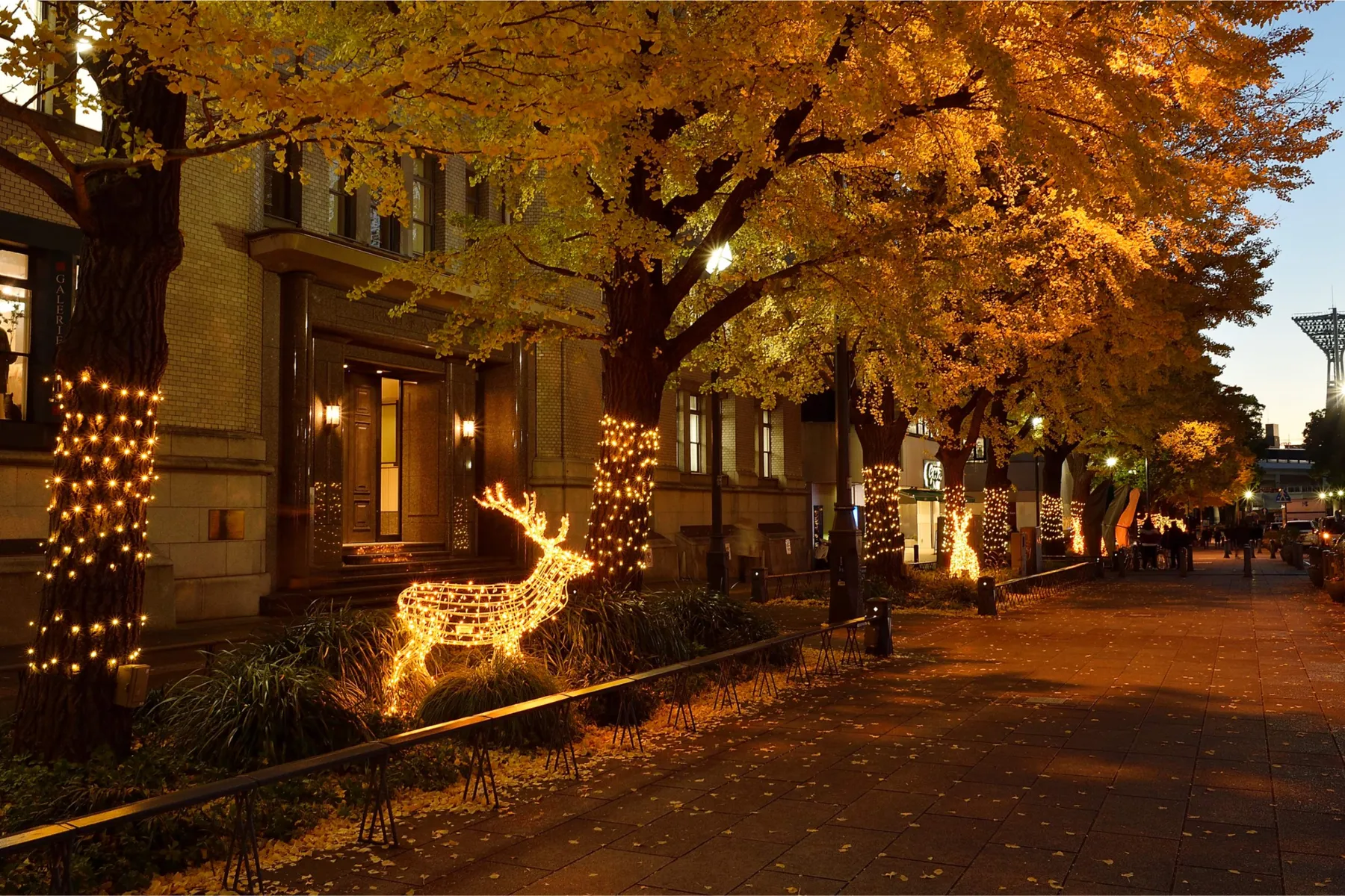 日本大通りの紅葉情報_2