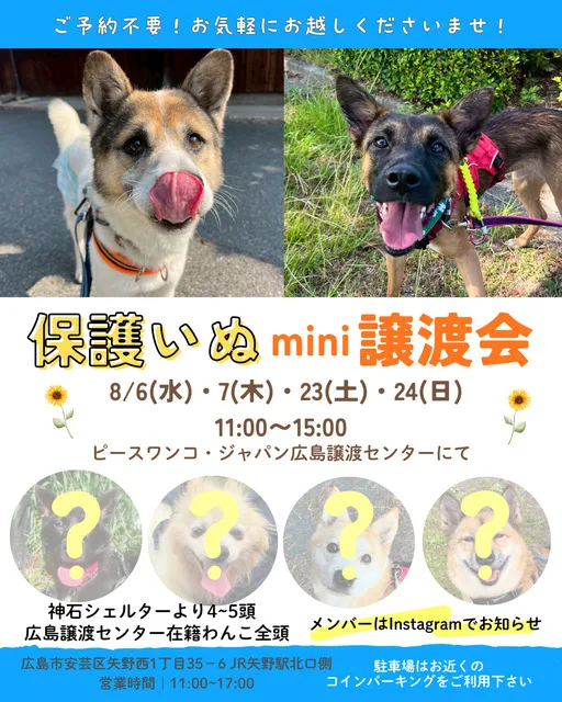 保護いぬmini譲渡会