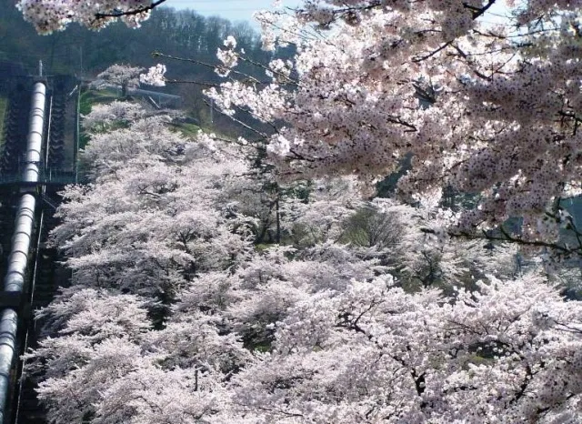 鹿留発電所の桜