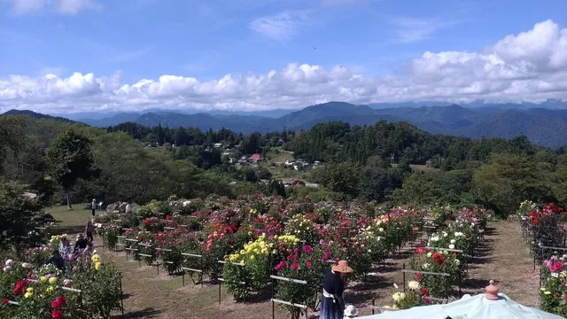 長野大岡ひなたダリア園　オープン