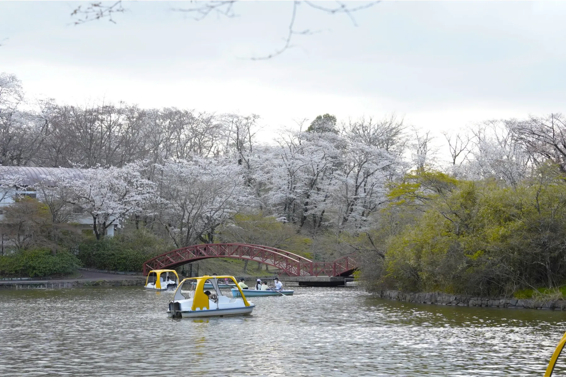 60th桜と羊のフェスティバル_4