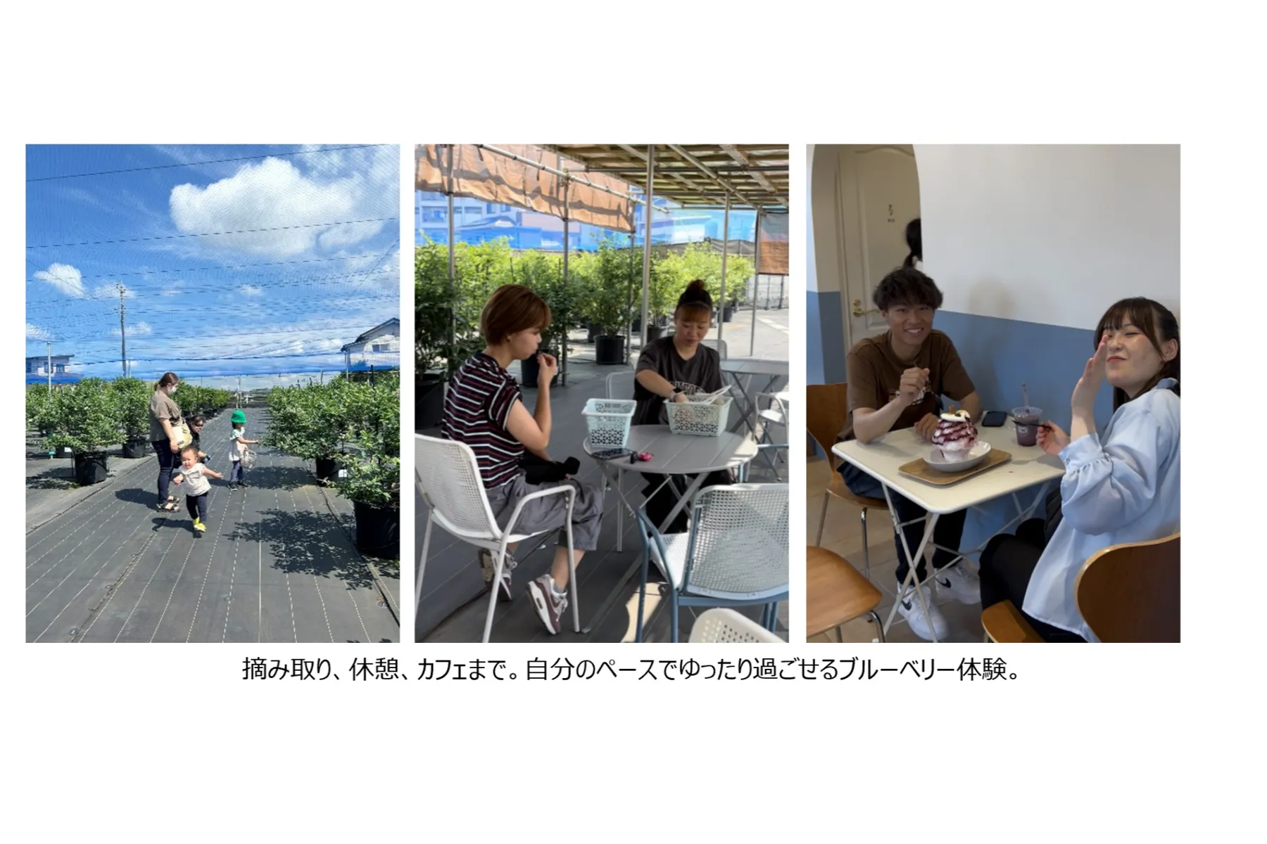 「富里ブルーベリーファームmökki」ブルーベリー体験_2