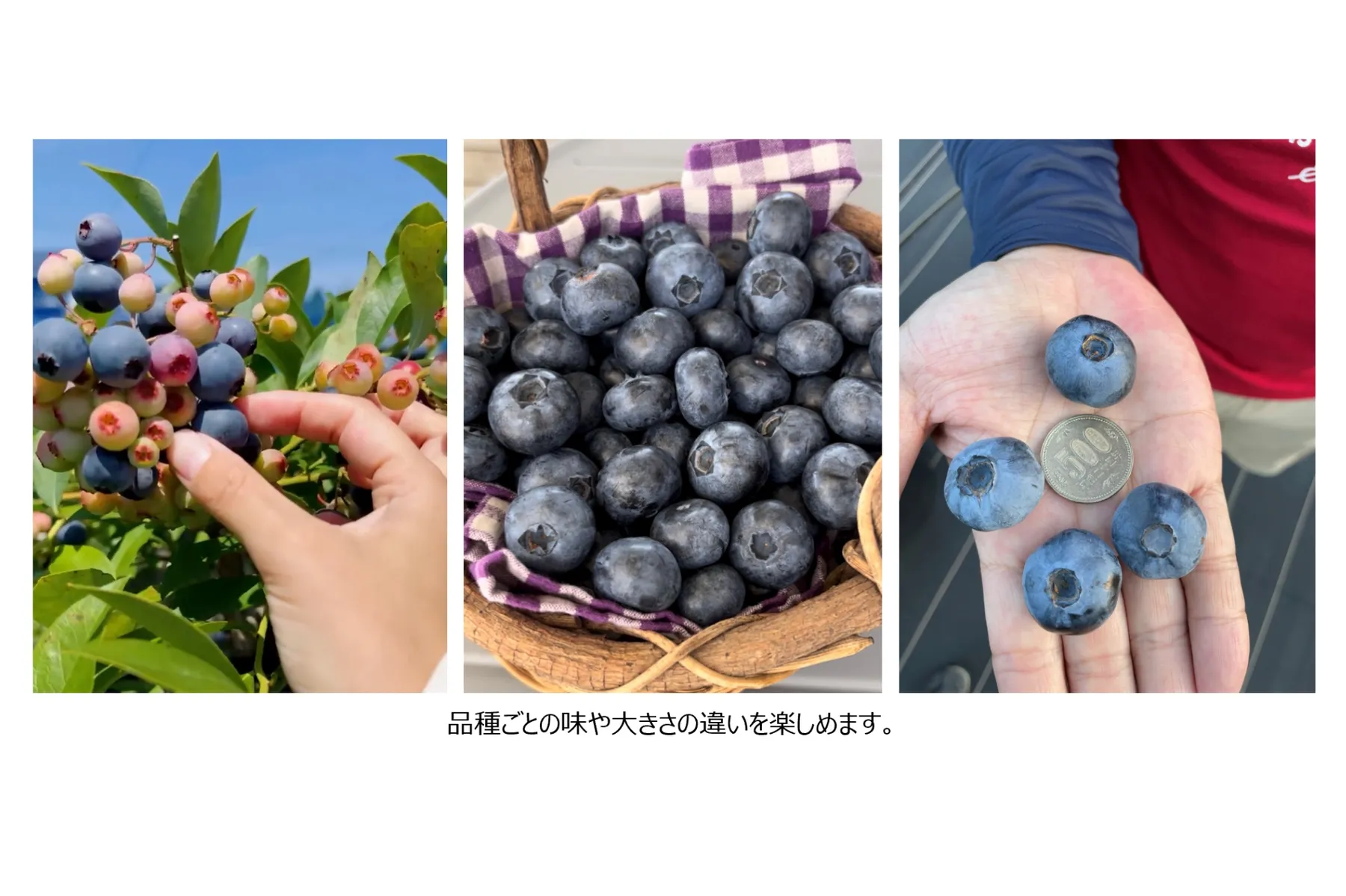 「富里ブルーベリーファームmökki」ブルーベリー体験_4