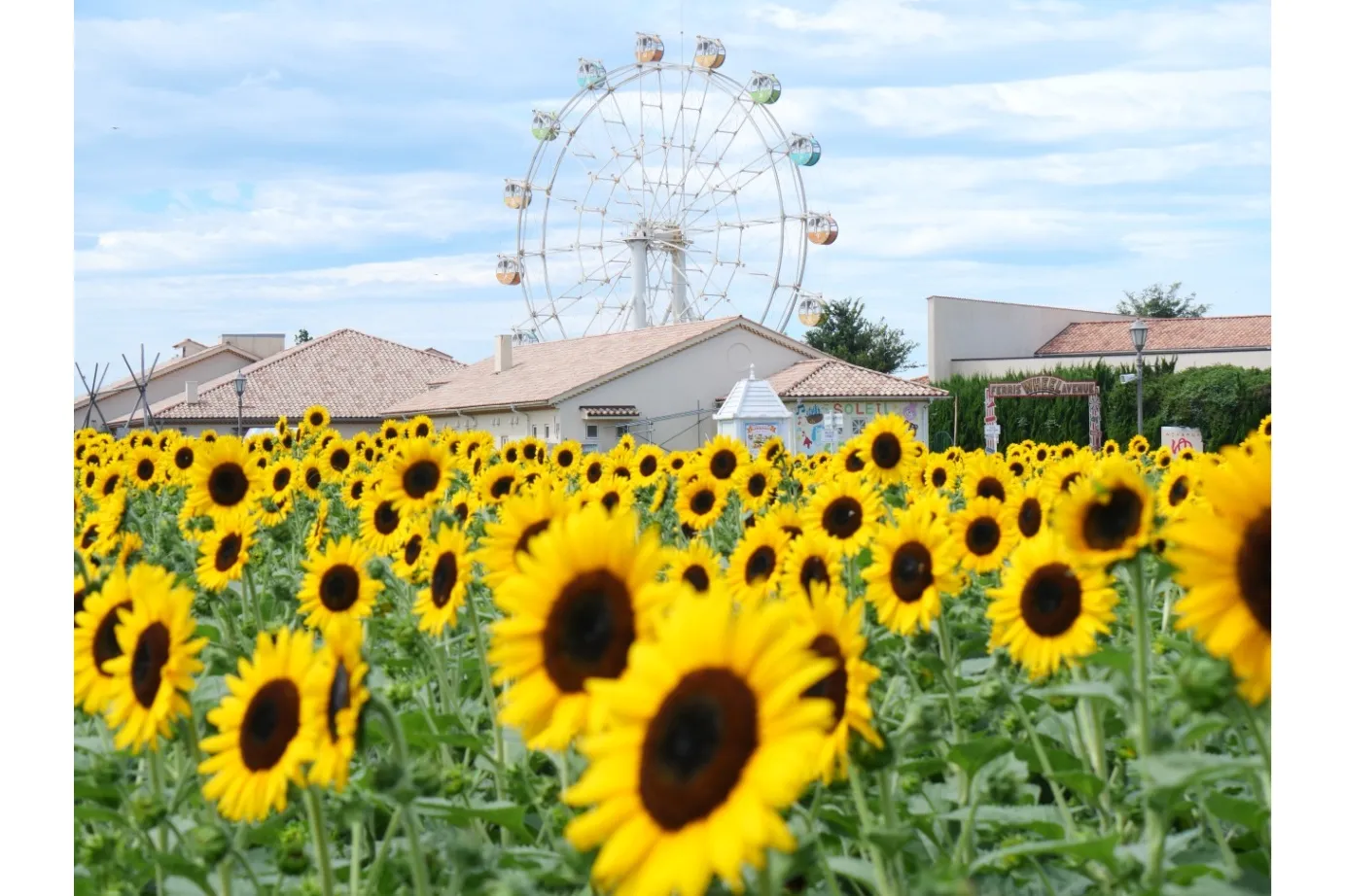 ひまわりの見頃【長井海の手公園 ソレイユの丘】_3
