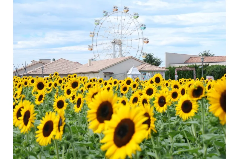 ひまわりの見頃【長井海の手公園 ソレイユの丘】_3