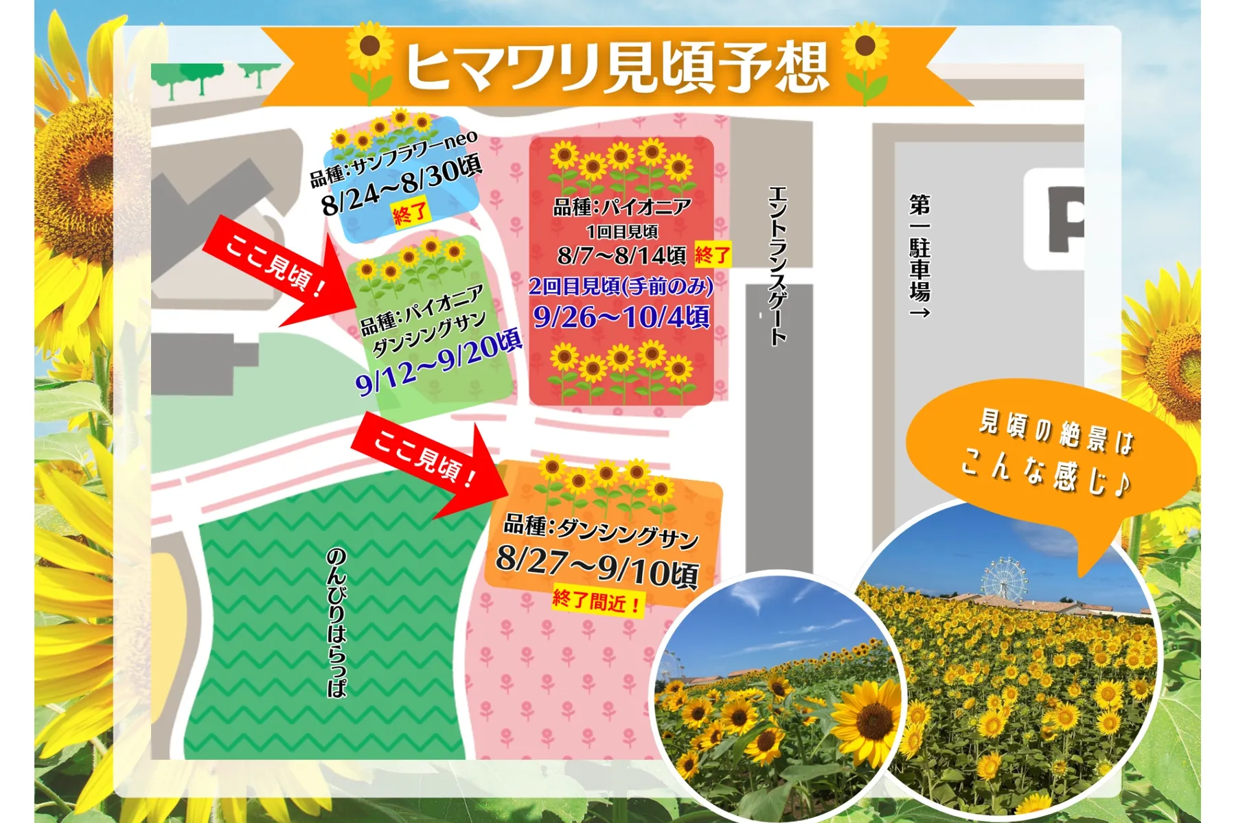 ひまわりの見頃【長井海の手公園 ソレイユの丘】_6