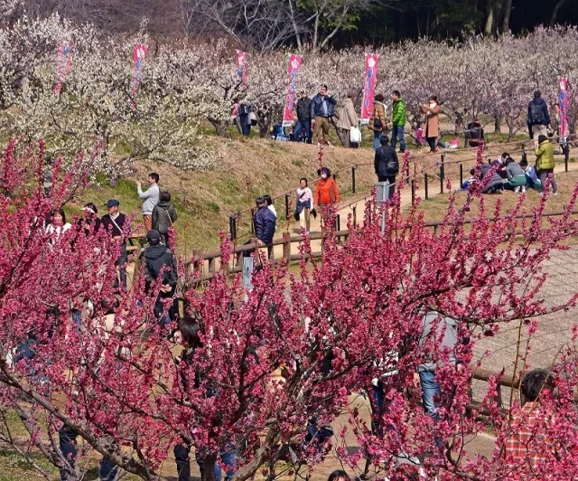 知多市制施行55周年記念 第35回 佐布里池梅まつり