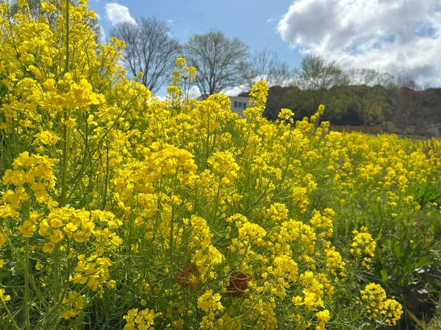 【花・見ごろ】道の駅 四季の郷公園　菜の花