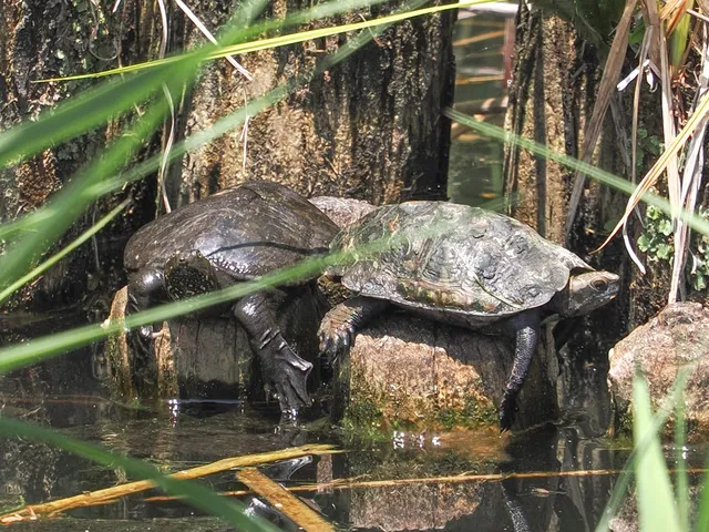 ただ歩くだけじゃもったいない！井の頭池ガイドウォーク
