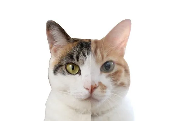 ねこだらけマーケット2026_5