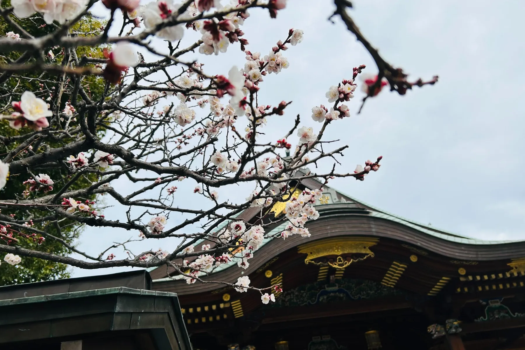 湯島天神梅まつり_4