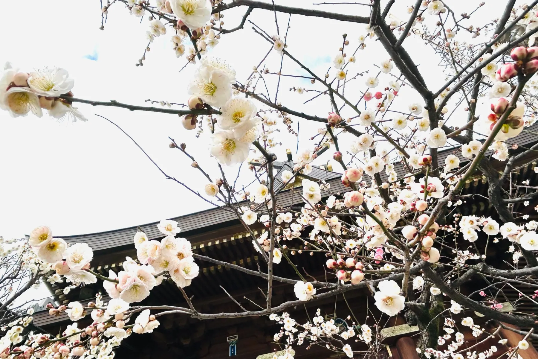湯島天神梅まつり_9