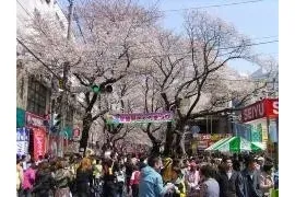 常盤平さくらまつり