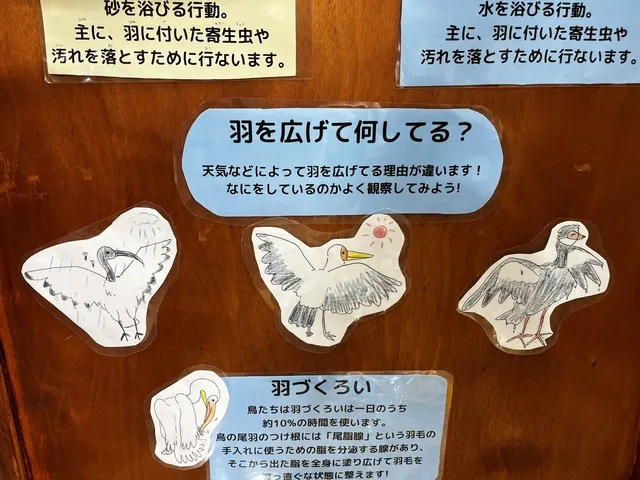 愛鳥週間2026　特別展示