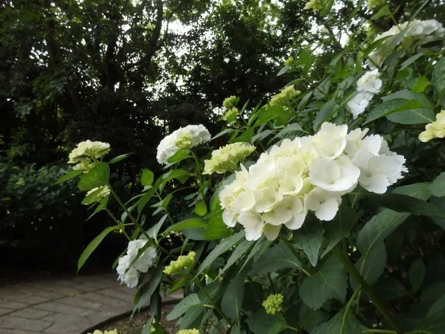 【あじさい・見ごろ】大宮第二公園