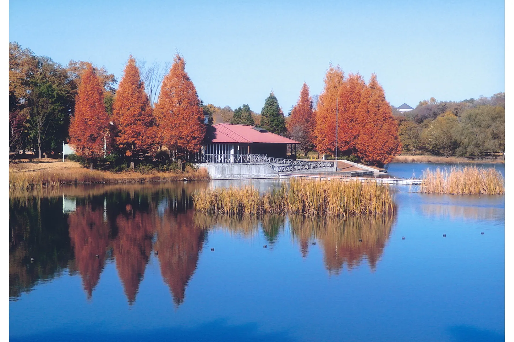 とちぎわんぱく公園の紅葉情報_1