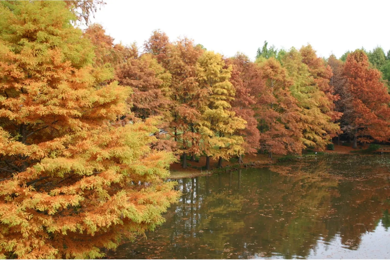 とちぎわんぱく公園の紅葉情報_2