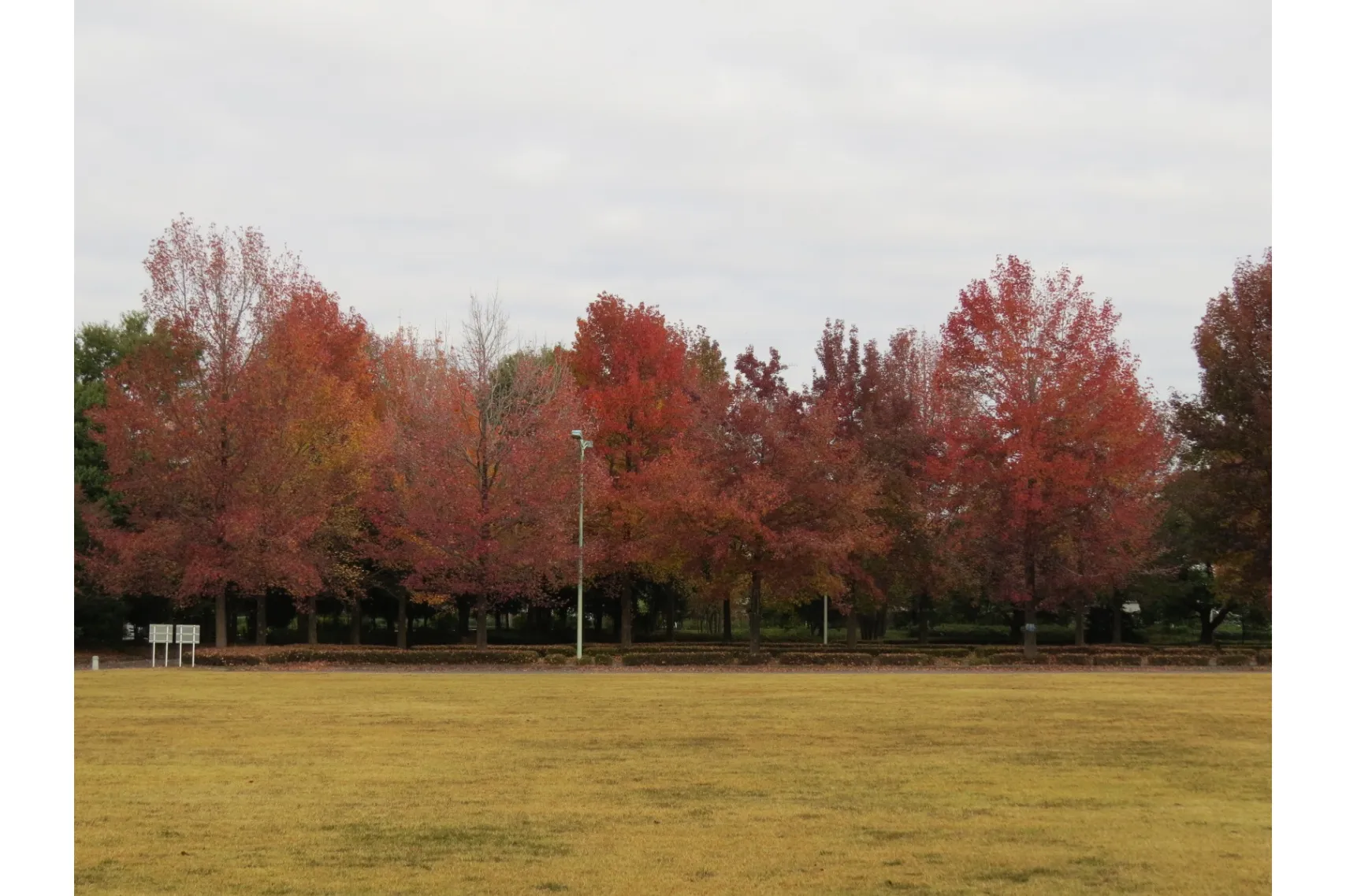 とちぎわんぱく公園の紅葉情報_3