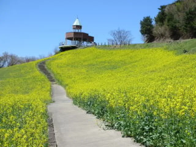 【花・見ごろ】翠波高原の菜の花