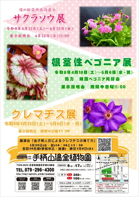 姫路市立手柄山温室植物園　根茎性ベゴニア展