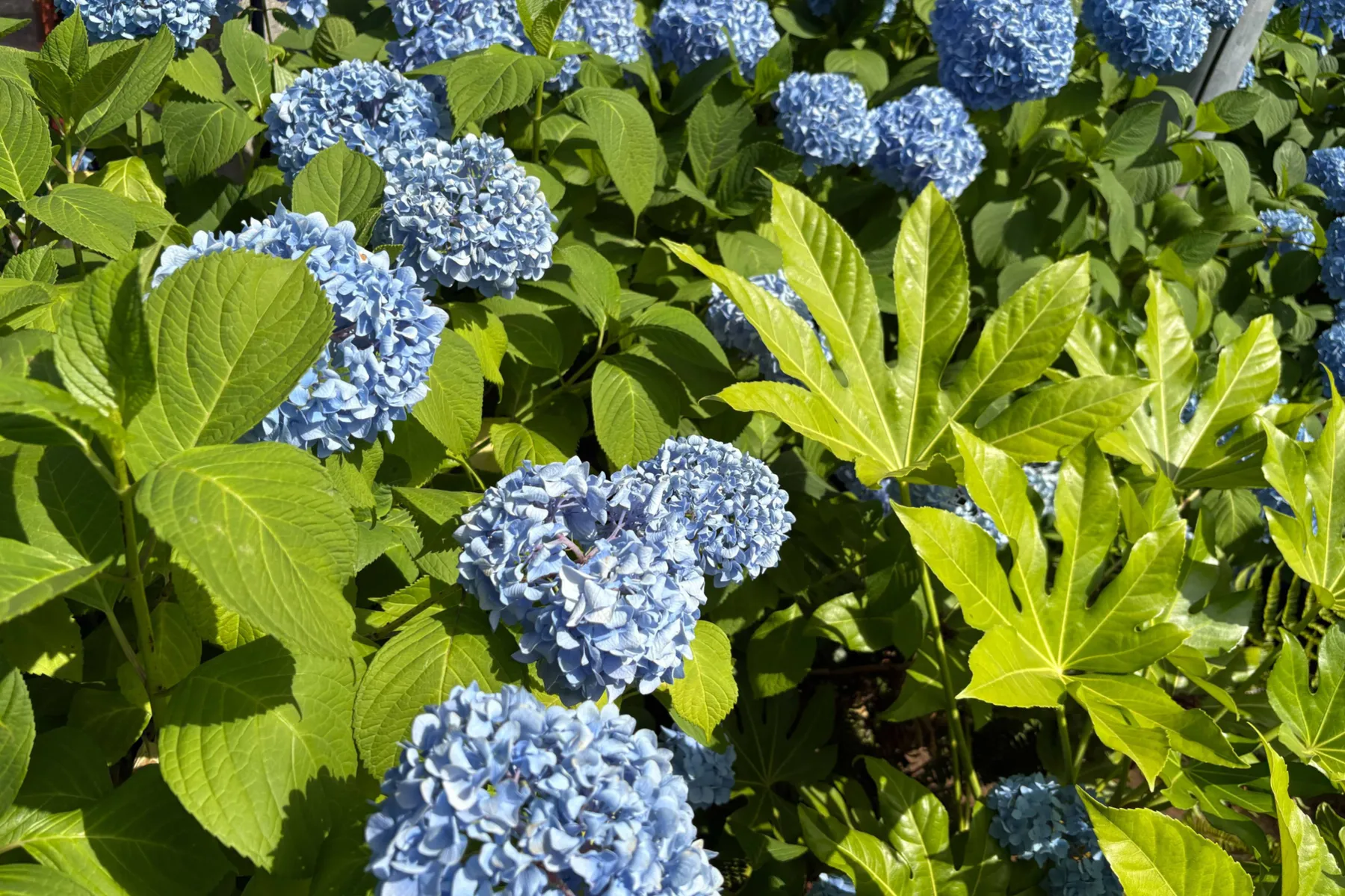 文京あじさいまつり_6