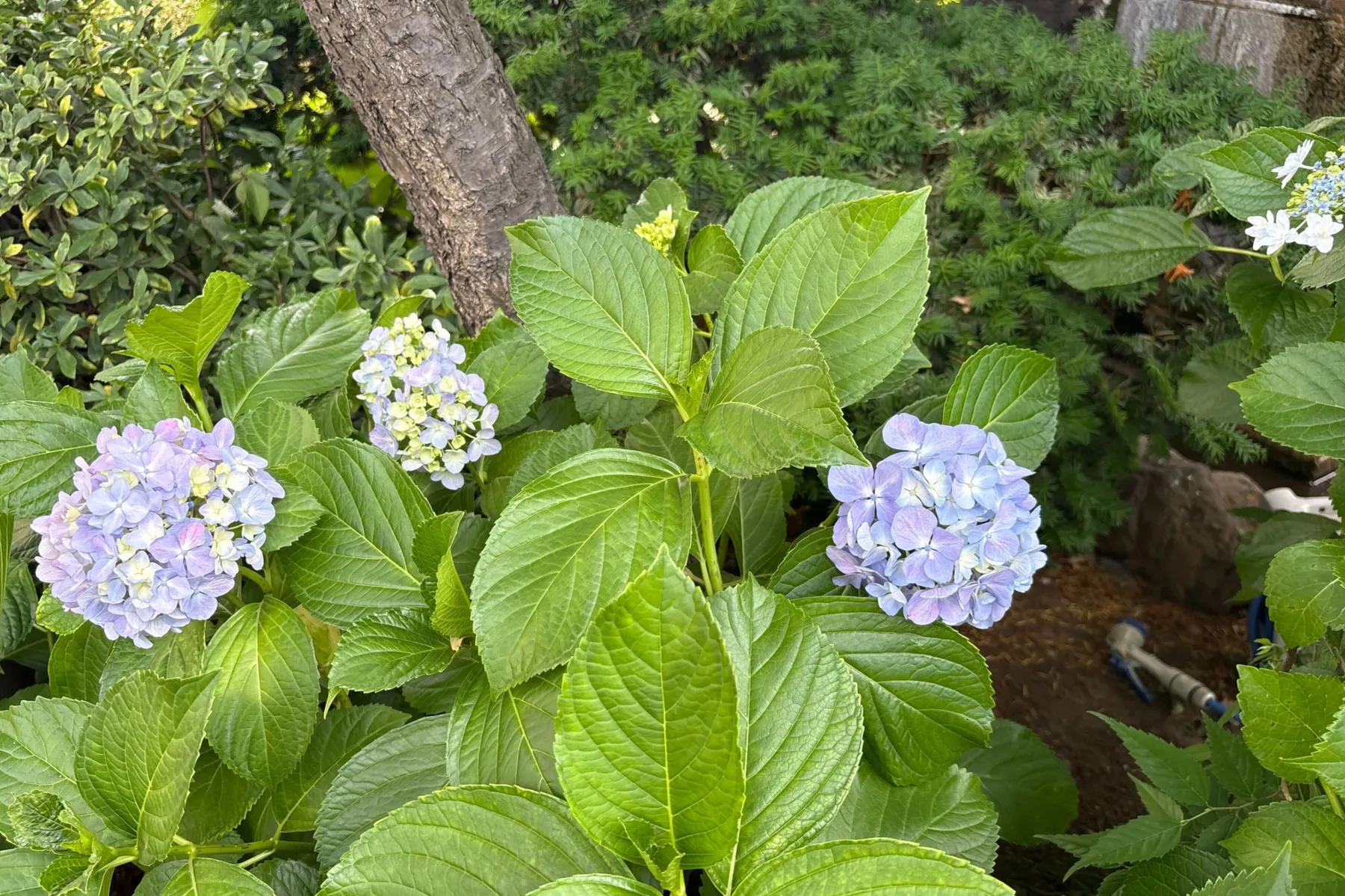 文京あじさいまつり_9