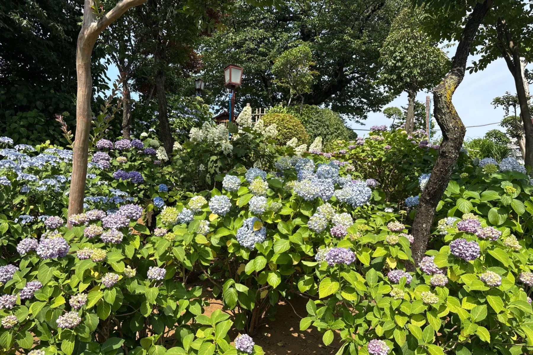 文京あじさいまつり_13