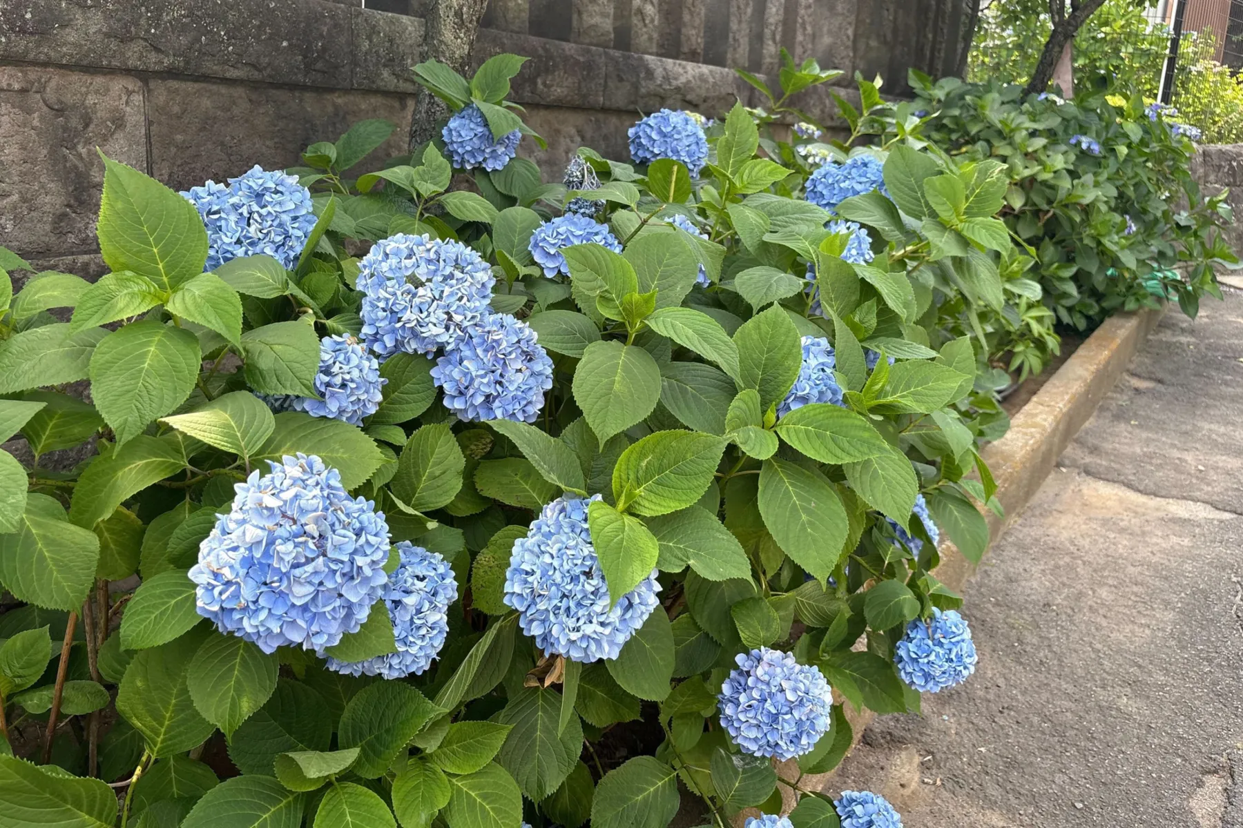 文京あじさいまつり_2