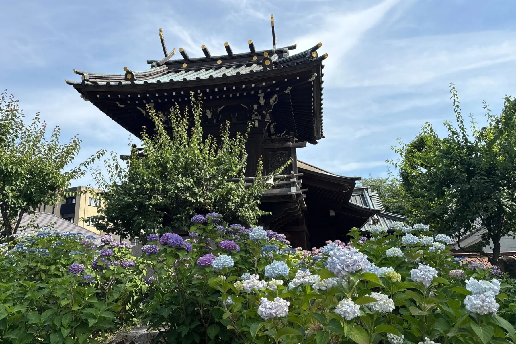 文京あじさいまつり_1