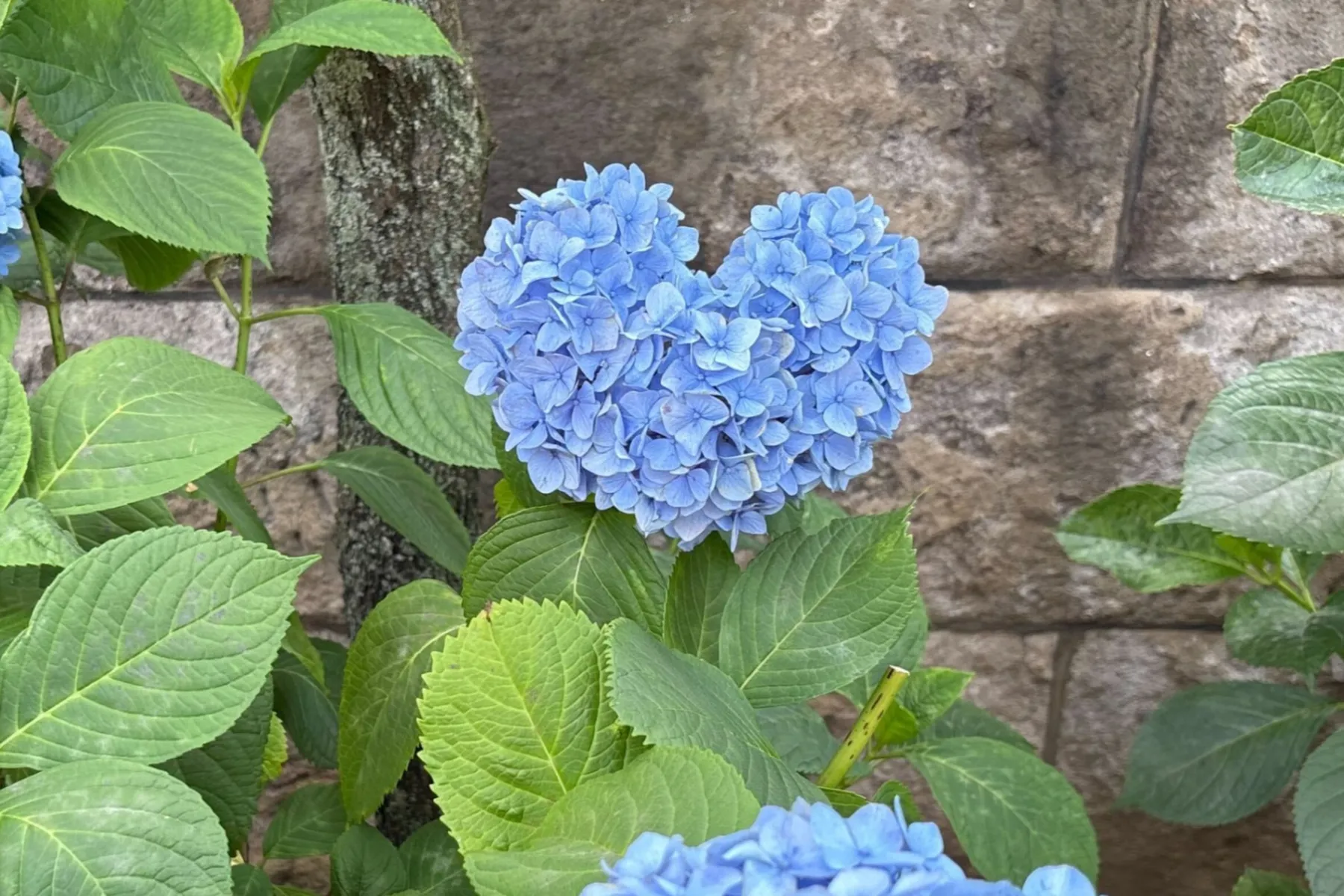 文京あじさいまつり_3