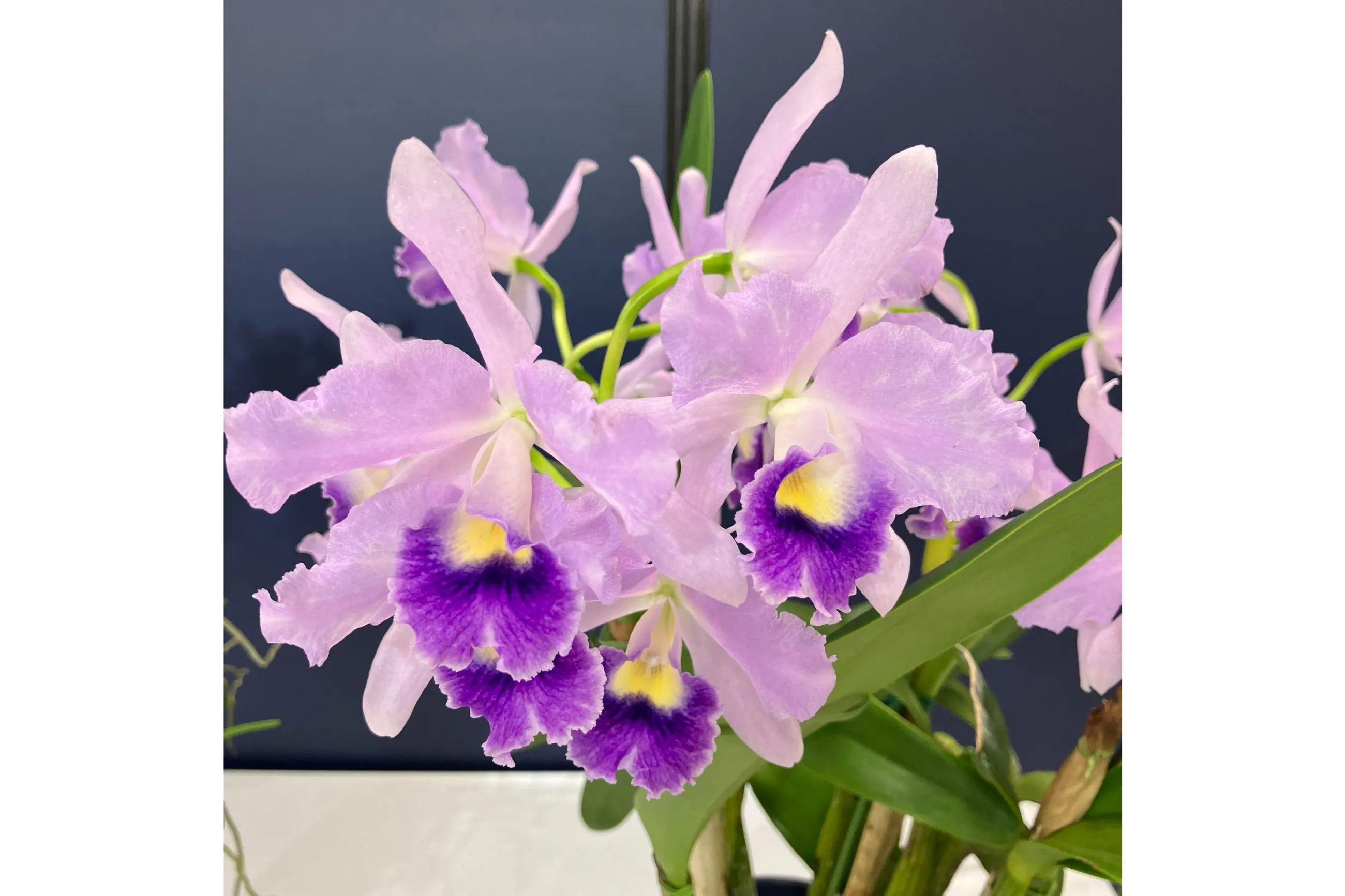 サンシャインシティ世界のらん展2026（第65回全日本蘭協会洋らん展